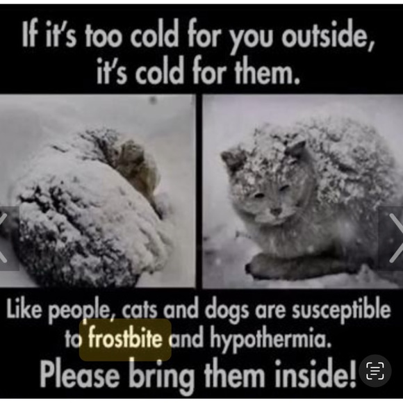 🥶 ❄️🧊BRING IN PETS INSIDE IN FRIGID TEMPS!! BESIDES, ITS THE LAW!!🙏🐕🐈‍⬛🐇🐈 - Picture 13 of 14